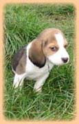 BEAGLE