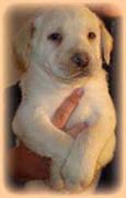 LABRADOR