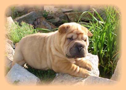 SHAR-PEI