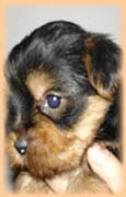 YORKSHIRE-TERRIER